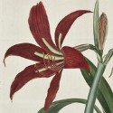 Flora and Fauna: Bloomsbury's rare book auction takes a turn around the garden